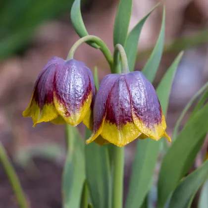 Korunkovka Michailovskyi - Fritillaria michailovskyi - predaj cibuľovín - 3 ks