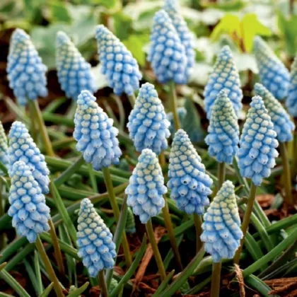 Modrica Valerie Finish - Muscari armeniacum - predaj cibuľovín - 5 ks