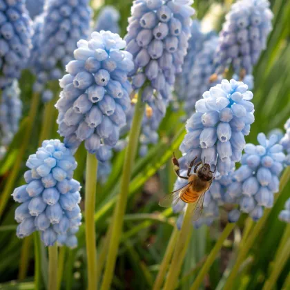 Modrica Valerie Finish - Muscari armeniacum - predaj cibuľovín - 5 ks