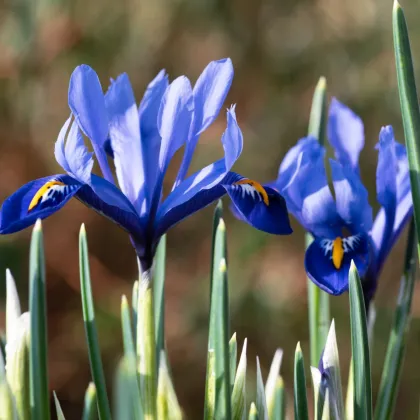 Kosatec sieťkovaný Harmony - Iris reticulata - predaj cibuľovín - 3 ks