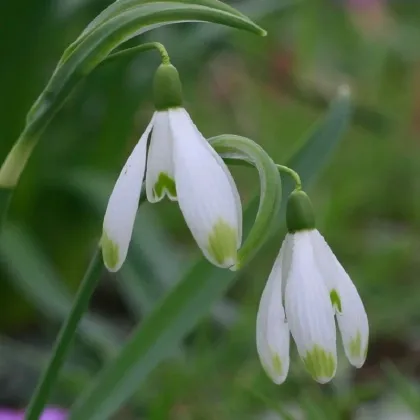 Snežienka viridi-apice - Galanthus nivalis - predaj cibuľovín - 3 ks