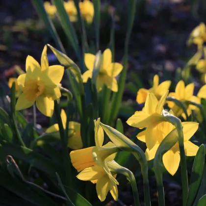 Narcis Tete a Tete - Narcissus L. - predaj cibuľovín - 3 ks