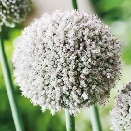 Cesnak white Cloud - Allium - predaj cibuľovín - 3 ks