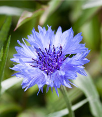 Nevädza poľná modrá - Centaurea cyanus - predaj semien - 30 ks