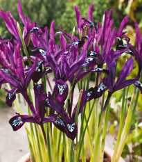 Kosatec sieťkovaný Pauline - Iris reticulata - predaj cibuľovín - 3 ks