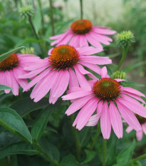 BIO Echinacea purpurová - Echinacea purpurea - predaj bio semien - 15 ks