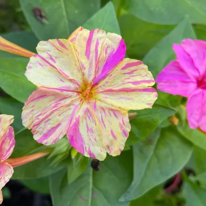 Nocovka jalapovitá Broken colors - Mirabilis jalapa - predaj semien - 6 ks