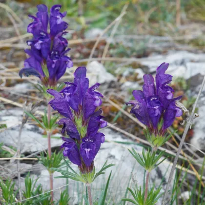 Včelník rakúsky - Dracocephalum austriacum - predaj semien - 70 ks