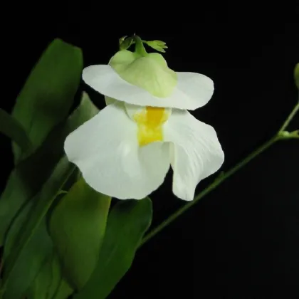 Bublinatka orchidoidná - Utricularia alpina - predaj semien - 10 ks