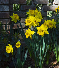 Narcis Dutch master - Narcissus - predaj cibuľovín - 3 ks