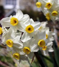 Narcis Minnow - Narcissus L. - predaj cibuľovín - 3 ks