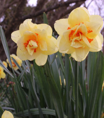 Narcis Tahiti - Narcissus L. - predaj cibuľovín - 3 ks