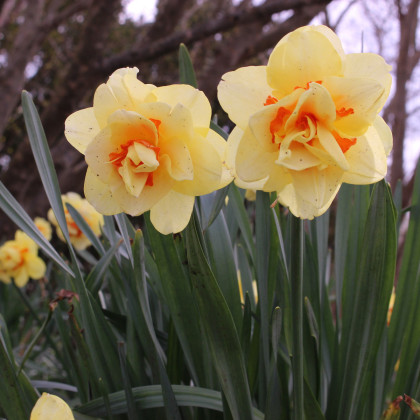 Narcis Tahiti - Narcissus L. - predaj cibuľovín - 3 ks