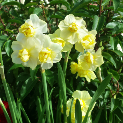 Narcis White Lion - Narcissus L. - predaj cibuľovín - 3 ks
