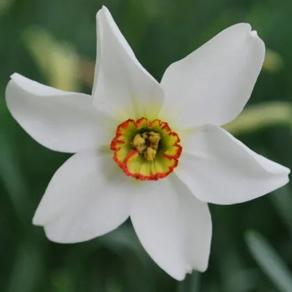 Narcis poeticus recurvus Pheasant eye - Narcissus - predaj cibuľovín - 3 ks