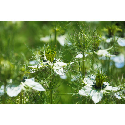Černuška damašská biela - Nigella damascena - semiačka - 150 ks