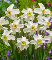 Narcis poeticus recurvus Pheasant eye - Narcissus - predaj cibuľovín - 3 ks