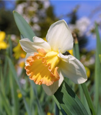 Narcis Salome - Narcissus - predaj cibuľovín - 3 ks