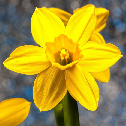 Narcis Carlton - Narcissus - predaj cibuľovín - 3 ks