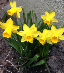 Narcis Barenwyn - Narcissus - predaj cibuľovín - 3 ks