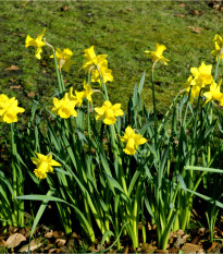 Narcis February Gold - Narcissus - predaj cibuľovín - 3 ks