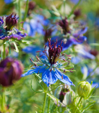 Černuška damašská modrá - Nigella damascena - predaj semien - 200 ks