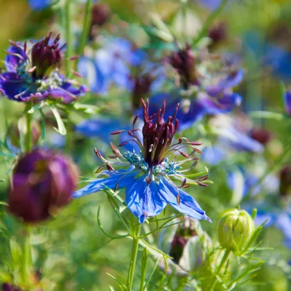 Černuška damašská modrá - Nigella damascena - predaj semien - 200 ks