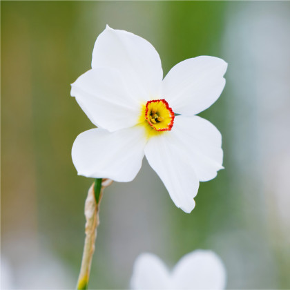 Narcis Poeticus Actaea - Narcissus - predaj cibuľovín - 3 ks