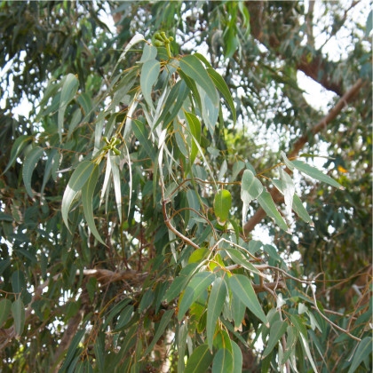 Eukalyptus citrónový - Corymbia citriodora - predaj semien - 5 ks