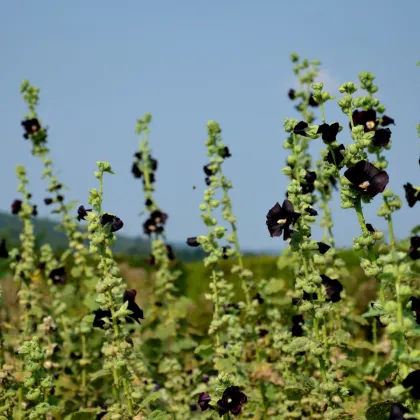 BIO Topoľovka ružová - Alcea rosea nigra - predaj bio semien - 15 ks