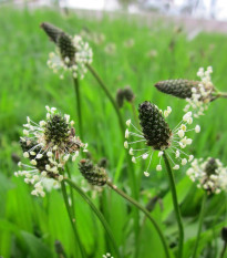 BIO Skorocel kopijovitý - Plantago lanceolata - predaj bio semien - 80 ks