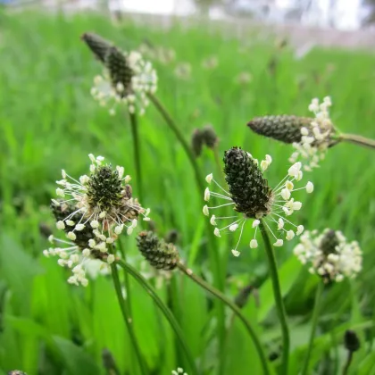 BIO Skorocel kopijovitý - Plantago lanceolata - predaj bio semien - 80 ks