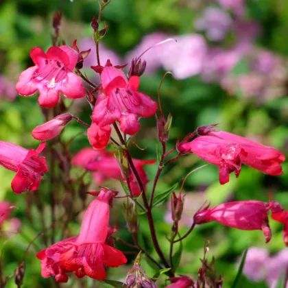 Penstemon hartwegii - Senzácia zmes - predaj semien - 0,2 g