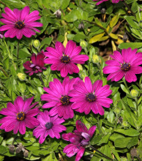 Africká sedmokráska Purple - Osteospermum ecklonis - predaj semien - 6 ks