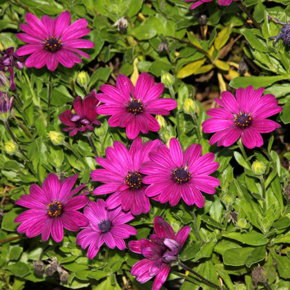 Africká sedmokráska Purple - Osteospermum ecklonis - predaj semien - 6 ks