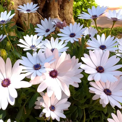 Africká sedmokráska White - Osteospermum ecklonis - predaj semien - 6 ks