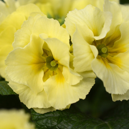 Prvosienka Inara F1 Lemon yellow - Primula elatior - predaj semien - 20 ks