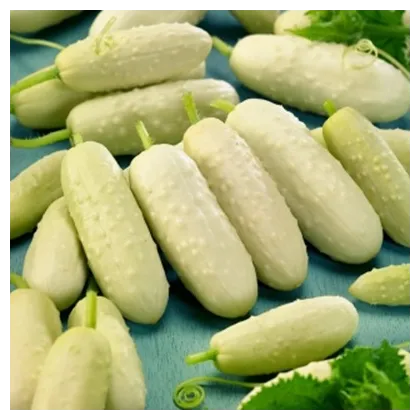 BIO Uhorka poľná White Wonder - Cucumis sativus - predaj bio semien - 10 ks