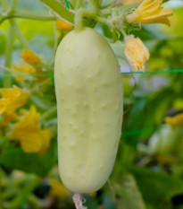 BIO Uhorka poľná White Wonder - Cucumis sativus - predaj bio semien - 10 ks