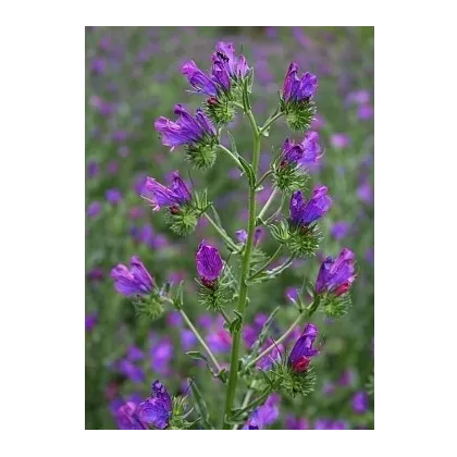 Hadinec skoroceľový - Echium plantagineum - predaj semien - 100 ks