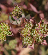 Prerastlík okrúhlolistý - Bupleurum rotundifolium B. griffithii - predaj semien - 60 ks