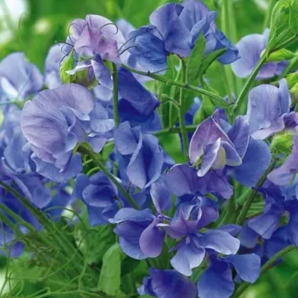 Hrachor popínavý kráľovský modrý - Lathyrus odoratus - predaj semien - 20 ks