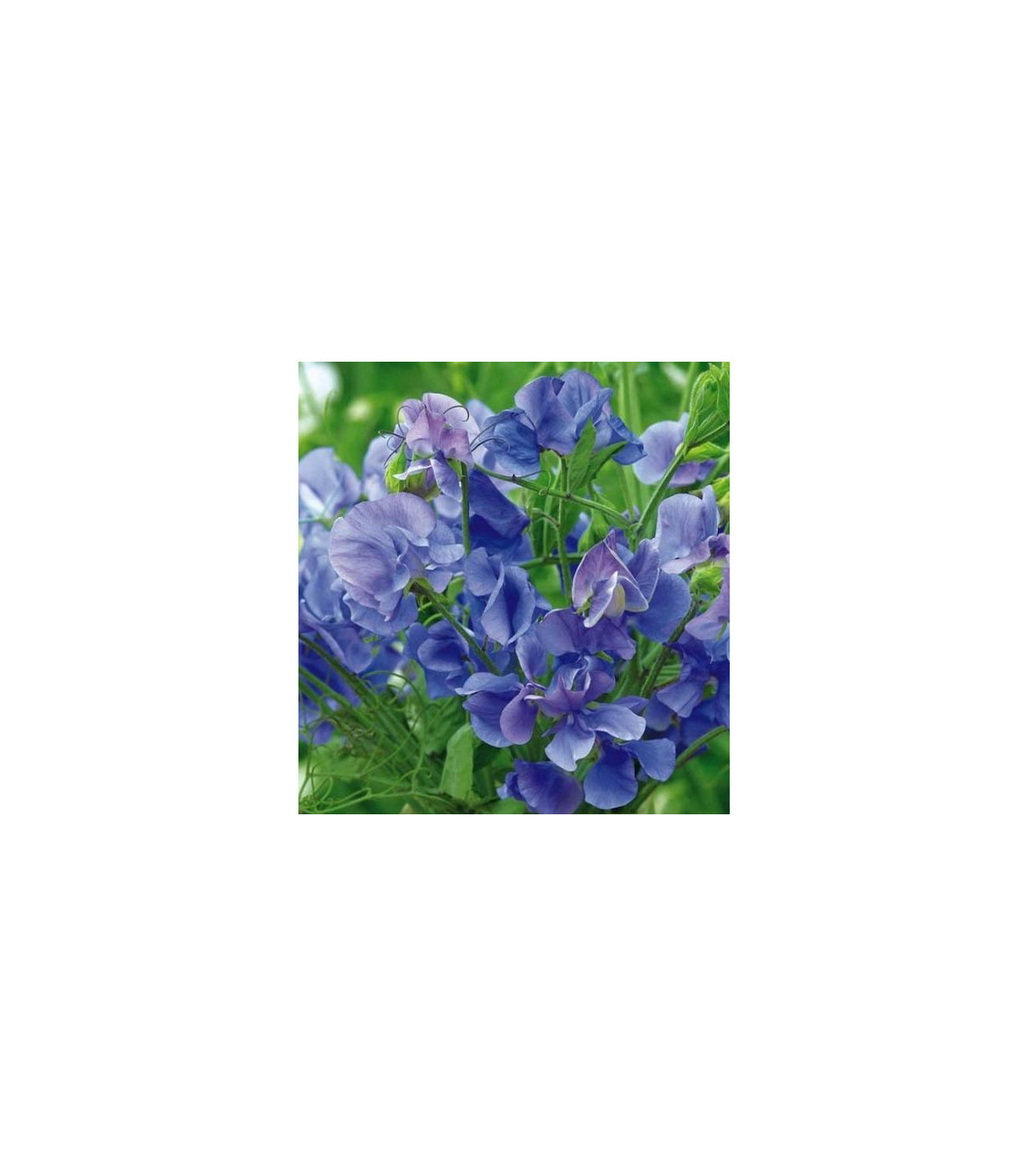 Hrachor popínavý kráľovský modrý - Lathyrus odoratus -semiačka - 20 ks