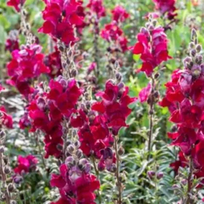 BIO Papuľka väčšia Black Prince - Antirrhinum majus - predaj bio semien - 20 ks