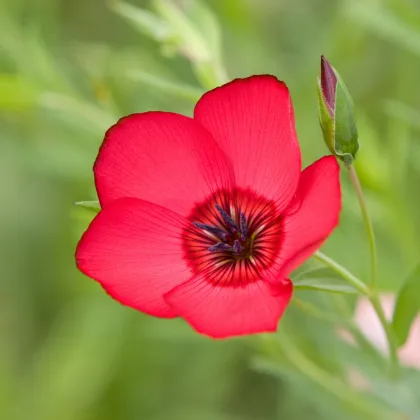 BIO Ľan červený - Linum grandiflorum - predaj bio semien - 120 ks