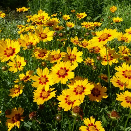 BIO Krásnoočko farebné - Coreopsis tinctoria - predaj semien - 50 ks