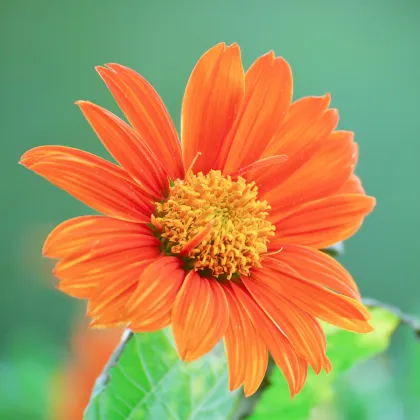 BIO Titónia okrúhlolistá - Tithonia rotundifolia - predaj bio semien - 50 ks