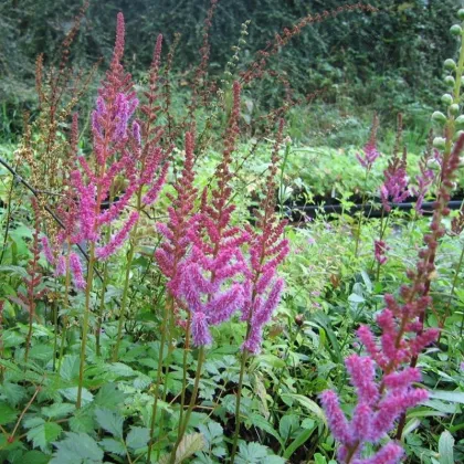 Astilba čínska fialová - Astilbe chinensis - predaj semien - 10 ks