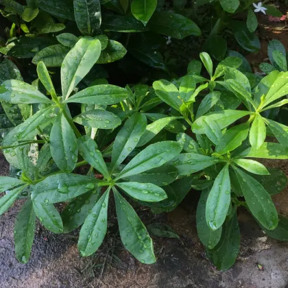 Ženšen korejský - Portulaka metlinatá - Talinum paniculatum - semená ženšenu - 15 ks