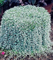 Strieborný dážď Silver Falls - Dichondra emerald - predaj semien - 6 ks